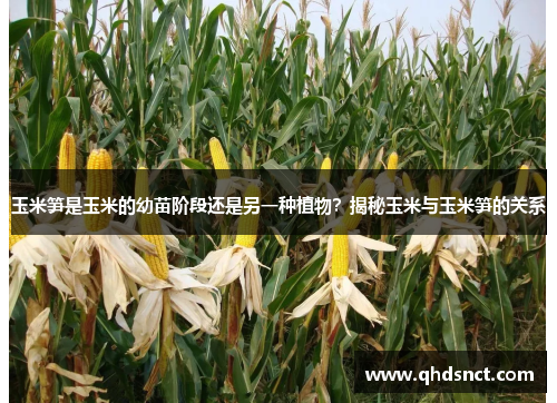 玉米笋是玉米的幼苗阶段还是另一种植物？揭秘玉米与玉米笋的关系